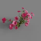 MT PM V64 Petunia hybrida Vilm 01 02 1