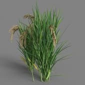 MT PM V38 Oryza sativa 01 07