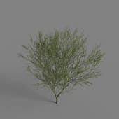 MT PM V79 Salix cheilophila 01 04