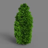 Thuja Shrub