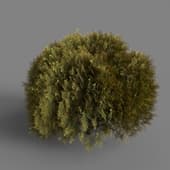 MT PM V85 Thuja sutchuenensis 01 05