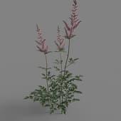 MT PM V65 Astilbe chinensis 01 03