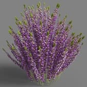 003 calluna t