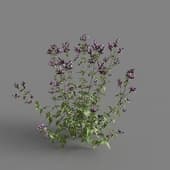 MT PM V65 Origanum vulgare 01 02