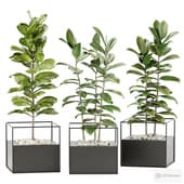 Ficus set with Ersa FRAME