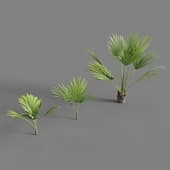 livistona palm (livistona)