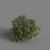 MT PM V66 Ancuba japonica 01 06