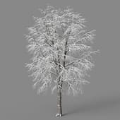 tilia winter 3