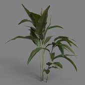 MT PM V72 Heliconia metallica 01 01
