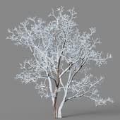 Fraxinus chinensis 01 06