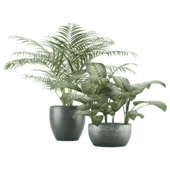 Dieffenbachia Seguine Palm tree