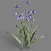 Iris tectorum 03