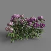 MT PM V64 Paeonia lactiflorai 01 04
