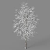 tilia winter 2