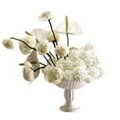 Plant907