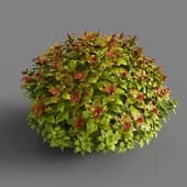 japanese spirea bush