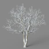 Ulmus davidiana 01 03