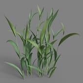 MT PM V38 Avena sativa 01 01