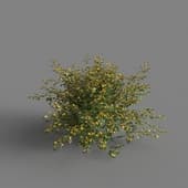 MT PM V68 Kerria japonica 01 04