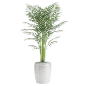 Palm Tree Chamaedorea