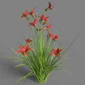 Hemerocallis Ruby Stella