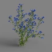MT PM V64 Lobelia erinus 01 03