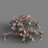 MT PM V64 Oenothera speciosa 01 04