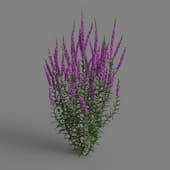 MT PM V66 Lythrum salicaria 01 04