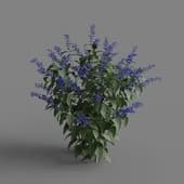 MT PM V66 Salvia guaranitica 01 02