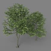 tree 1