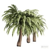 date palms .