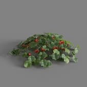 MT PM V68 Tropaeolum majus 01 01