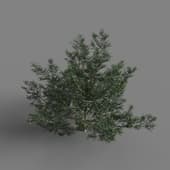 MT PM V58 Taxus chinensis 01 02