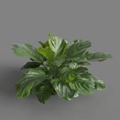 MT PM V62 Calathea orbifolia 01 03