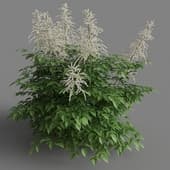 Aruncus dioicus 03