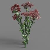 101 Hylotelephium spectabile v2