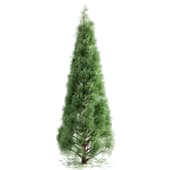 Juniper tree