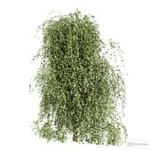 willow 2