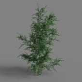 MT PM V65 Crataegus monogyna 01 06