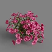 MT PM V64 Petunia hybrida Vilm 01 04