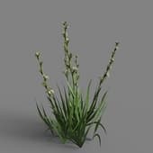 MT PM V65 Sisyrinchium striatum 01 01