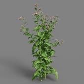 MT PM V38 Nicotiana tabacum 01 09