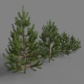 young pine