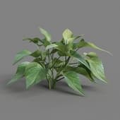 MT PM V4 Epipremnum aureum 03