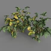 MT PM V93 Glycine max 01 06