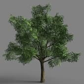 006 Quercur Robur