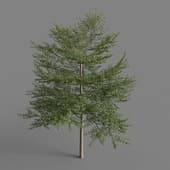 MT PM V67 Terminalia mantaly 01 06