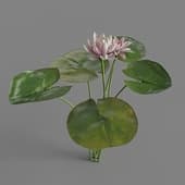 MT PM V69 Nymphaea tetragona 01 02