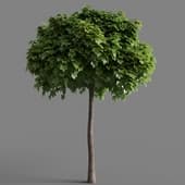 Acer platanoides 002-3