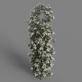 MT PM V66 Rosa cymosa 01 06